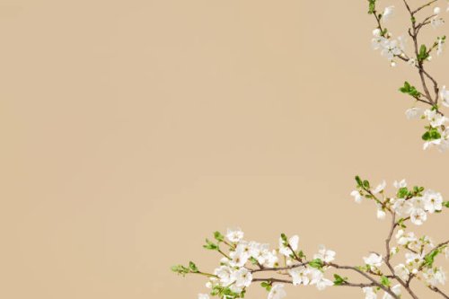 spring flowers design - branches of white cherry blossom isolated on pastel cream beige background with copy space. - garden decoration stock pictures, royalty-free photos & images