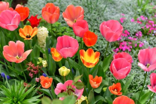 spring flowers in bloom - garden decoration stock pictures, royalty-free photos & images