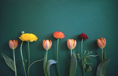 spring flowers lie on a green background. - garden decoration stock pictures, royalty-free photos & images