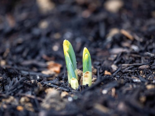 spring is coming - garden decoration stock pictures, royalty-free photos & images