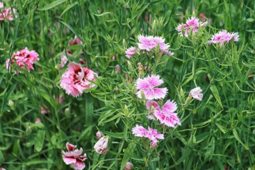 springtime - garden decoration stock pictures, royalty-free photos & images