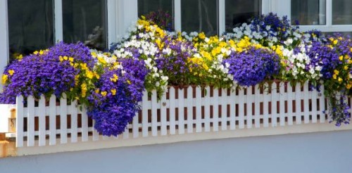 St Mawes, Cornwall, England, UK, Blue, yellow, white flowers in a white picket fenced window box outside a cottage in St Mawes a coastal village in...