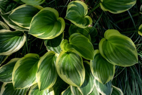 stacked heart-shaped leaves - garden decoration stock pictures, royalty-free photos & images