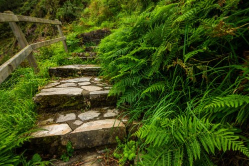 staircase in green fern. asturias, spain - garden decoration stockfoto's en -beelden