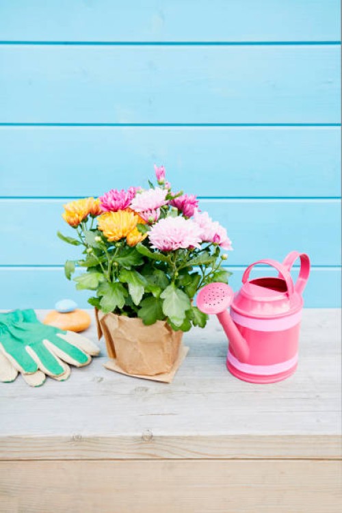 still life of potted colorful chrysanthemum plants and pink watering can in front of blue painted wooden wall in summer - garden decoration stock pictures, royalty-free photos & images