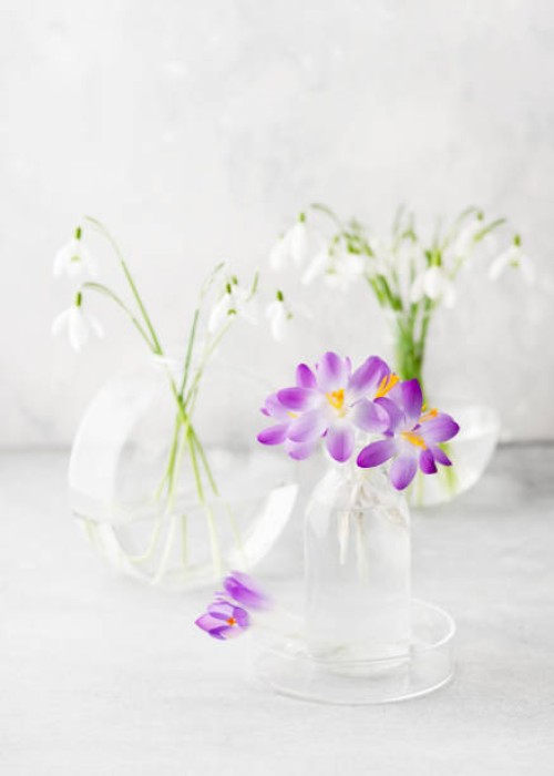 still life with purple crocus and white snowdrop flowers and in small glass vases - garden decoration stock pictures, royalty-free photos & images