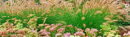 stonecrop (sedum) and fountain grass (pennisetum) - panoramic (v) - garden decoration stock pictures, royalty-free photos & images