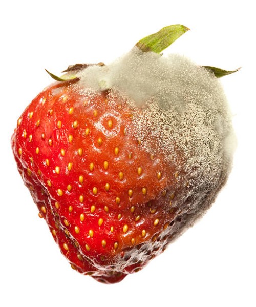 strawberry gray mold disease - food stock pictures, royalty-free photos & images