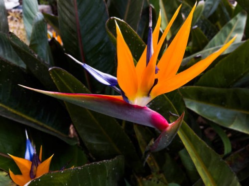 strelitzia reginae bird of paradise flower in the island of la palma. - garden decoration stock pictures, royalty-free photos & images