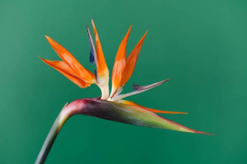 strelitzia tropical flower stem. exotic plant. - garden decoration stock pictures, royalty-free photos & images