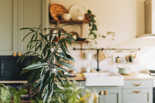 stylish and botany interior of dining room with design craft wooden table, chairs, a lof of plants, big window, poster map and elegant accessories in modern home decor. template. - garden decoration stock pictures, royalty-fr
