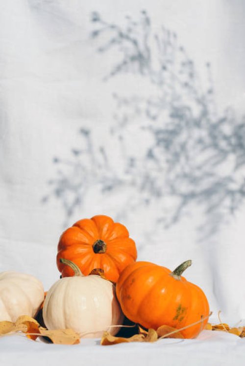 stylish minimalistic composition with small pumpkins on a white fabric. autumn atmosphere. thanksgiving. hello, autumn. halloween. festive background. eco. eco-friendly. - garden decoration stock pictures, royalty-free photos