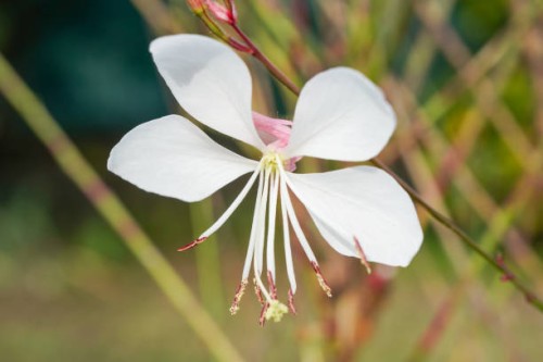 sublime white flowers in close-up - garden decoration stock pictures, royalty-free photos & images