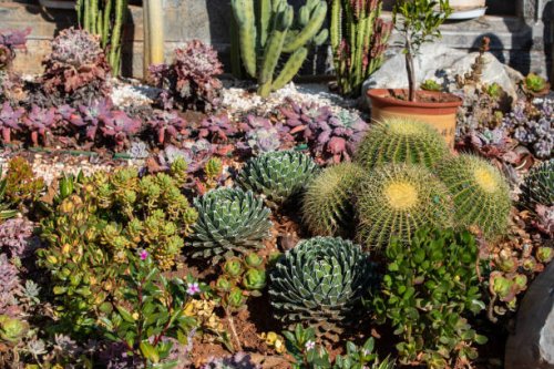 succulent garden combination - garden decoration stockfoto's en -beelden