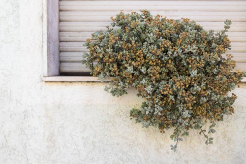 succulent on window sill - garden decoration stock pictures, royalty-free photos & images