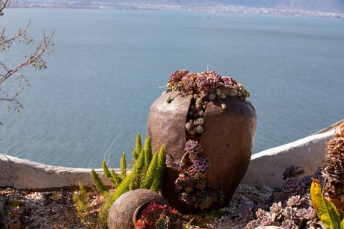 succulent plants in a broken jar - garden decoration stock pictures, royalty-free photos & images