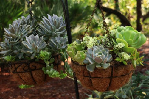 succulent plants in hanging baskets in a garden after a rain shower - garden decoration stock pictures, royalty-free photos & images