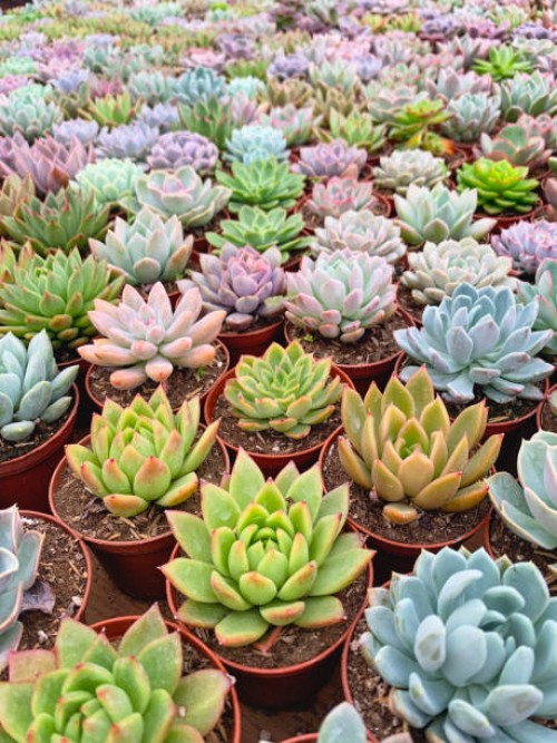 succulent plants in small in pots - garden decoration stock pictures, royalty-free photos & images