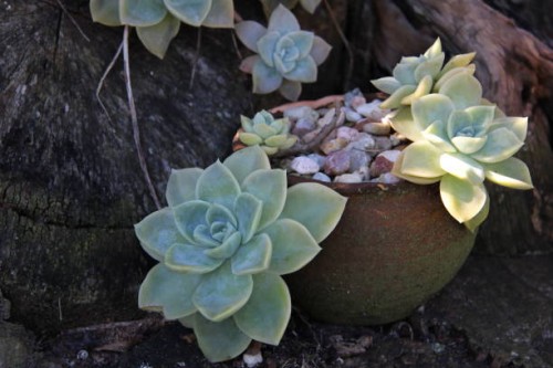 succulents 4 by charissa lotter (de scande) - garden decoration stock pictures, royalty-free photos & images