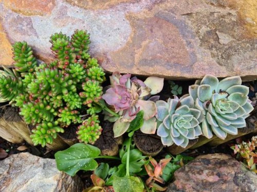 succulents 57 - garden decoration stockfoto's en -beelden