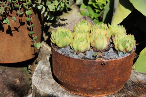 succulents 5 by charissa lotter (de scande) - garden decoration stock pictures, royalty-free photos & images