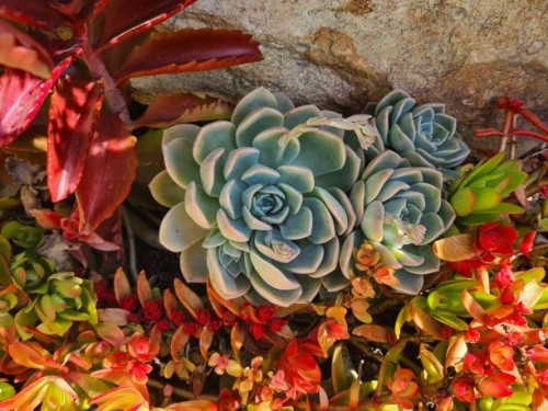 succulents 72 - garden decoration stock pictures, royalty-free photos & images