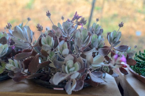 succulents have this name because they retain much liquid. these plants are typical of the african continent and are great for those who do not have much time or talent to take care of plants! many people confuse the succulen