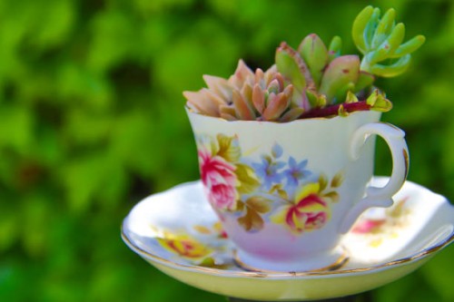succulents in a teacup - garden decoration stock pictures, royalty-free photos & images