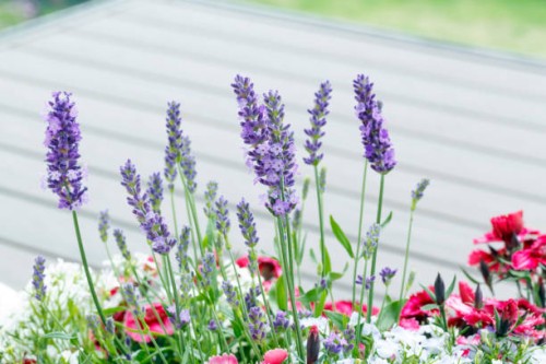 summer - garden decoration stock pictures, royalty-free photos & images