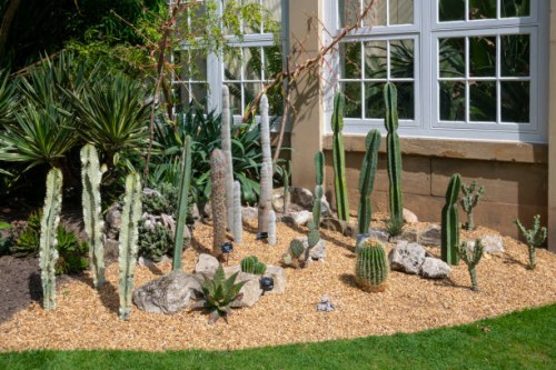 summer display of cacti at sheffield botanical gardens, england, uk - garden decoration stock pictures, royalty-free photos & images