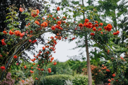summer flowering pink climbing roses on a wooden garden arch in an garden - garden decoration stock pictures, royalty-free photos & images