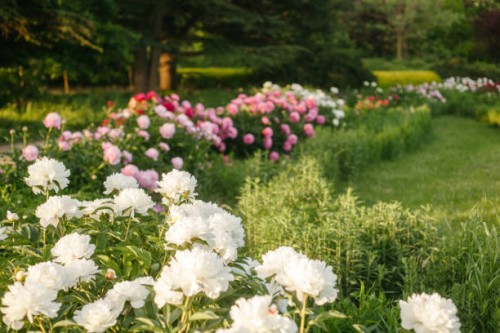 summer ornamental garden of white, pink and red peony flowers in sunny day, green grass lawn, landscape design - garden decoration stock pictures, royalty-free photos & images