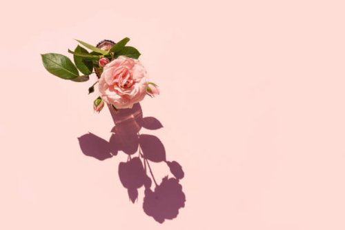 summer scene with pink rose flower in the vase. sun and shadow. minimal nature background. - garden decoration stock pictures, royalty-free photos & images