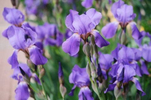 summer spring flower picture of bright blue irises - garden decoration stock pictures, royalty-free photos & images