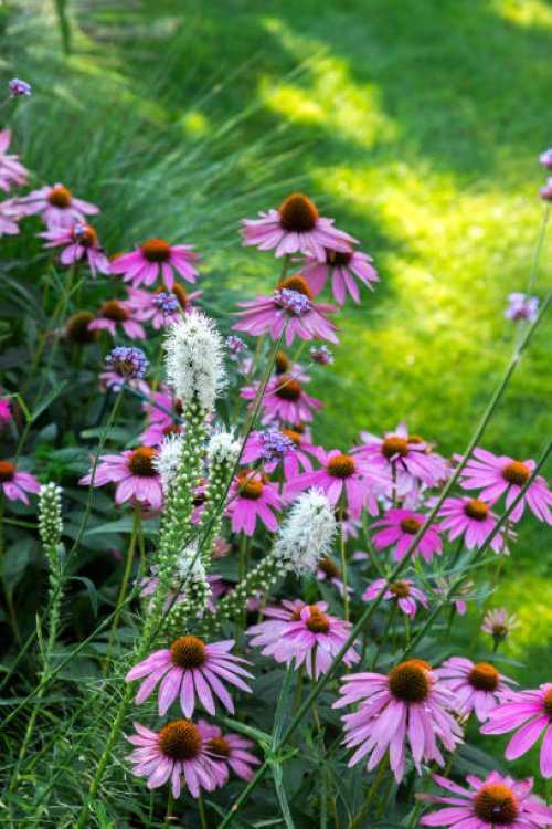 summertime in a domestic garden, germany - garden decoration stockfoto's en -beelden