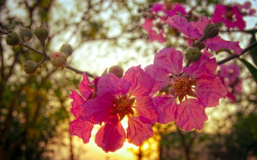 sun setting behind queen's crape myrtle tree - garden decoration stock pictures, royalty-free photos & images
