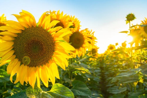 sunflower field at beautiful sunset. - garden decoration stock pictures, royalty-free photos & images