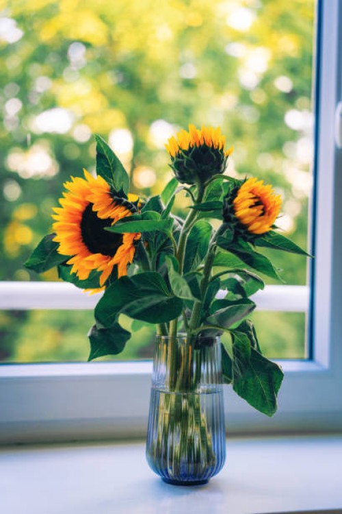 sunflowers stand in glass vase on table against window - garden decoration stock pictures, royalty-free photos & images