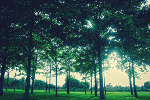 sunset in the forest - garden decoration stock pictures, royalty-free photos & images