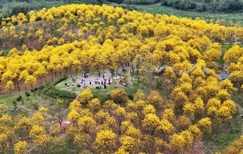 Tabebuia chrysantha trees are blooming at the Qingxiu Mountain Wind Chime Valley in Nanning, China, on March 19, 2024.