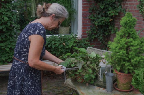 taking care of houseplants - garden decoration stock pictures, royalty-free photos & images