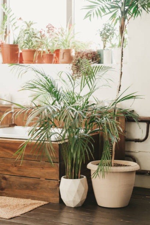 tall green plants next to a boho-style wooden room. areca palm tree in a white pot on the wooden floor in the bathroom. - home decoration stock pictures, royalty-free photos & images