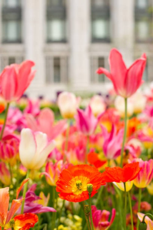 temple square garden - garden decoration stock pictures, royalty-free photos & images