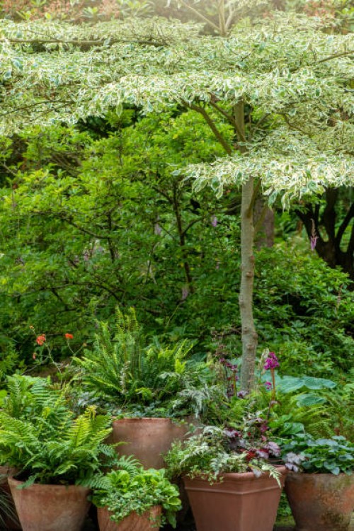 terracotta pots planted with fern and grasses forming a garden feature - garden decoration stock pictures, royalty-free photos & images