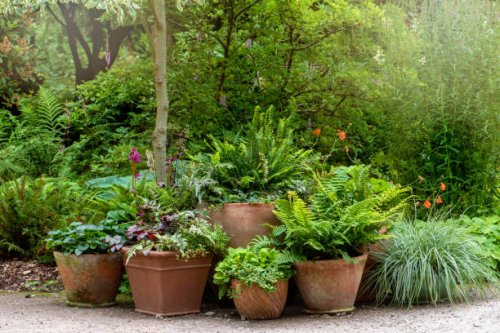 terracotta pots planted with ferns and grasses forming a garden feature - garden decoration stock pictures, royalty-free photos & images