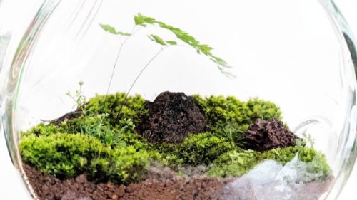 terrarium - home decoration stockfoto's en -beelden