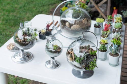 terrarium fini avec succulentes lors d’un live sur youtube - garden decoration photos et images de collection
