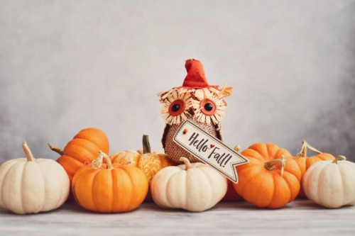 thanksgiving fall background with pumpkin collection and fabric owl and fall greeting - home decoration stock pictures, royalty-free photos & images