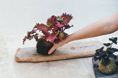the art of kokedama - garden decoration stockfoto's en -beelden