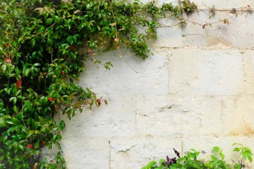 the creeping plants on the vintage wall with the large space for being a background. - garden decoration stock pictures, royalty-free photos & images